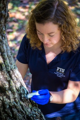 FIU student Alison Simon takes samples from a potentially infected avocado tree.