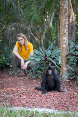 Monkey jungle, Miami, Fla. Psychologist Eliza Nelson observes a young spider monkey.