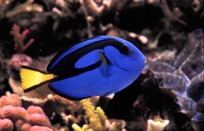 Paracanthurus hepatus (Palette surgeonfish or blue tang).