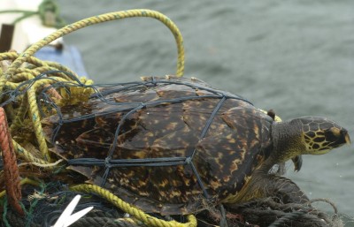 A hawksbill turtle is captured off Madagascar. Photo by Y. Razafindrakoto