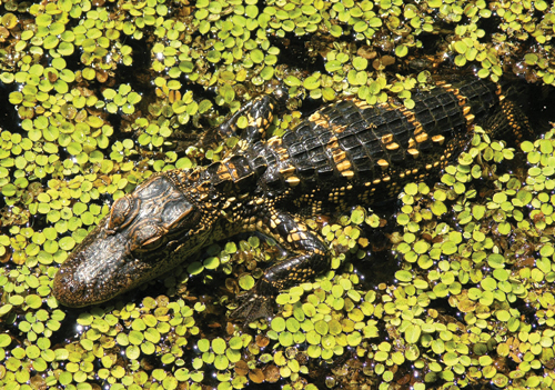 Tom Iandimarino selected as chief ranger - Everglades National