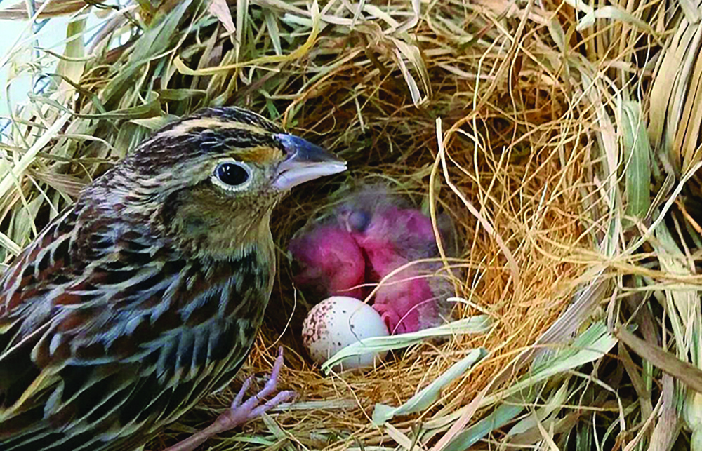 mag-baby-sparrow.jpg