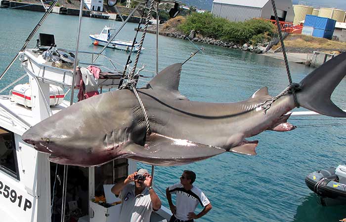  Posted by Chrystian Tejedor × 03/28/2018 at 10:16 am   A small island has become a hotbed for shark bites, and people may be partly to blame.  According to a recent study, the natural behavior of sharks along the French Island of La Réunion in the Western Indian Ocean is part of the problem. The significant development of the island’s west coast is the other. Sending more fresh water toward those shores has created welcoming conditions for bull sharks – the species responsible for most shark bites there.  The island is in crisis.  “With an increase in people and an increase in the population of bull sharks, we might have a deadly equation,” said FIU marine biologist Jeremy Kiszka, a co-author of the study.  The researchers examined changes taking place on Réunion since the 1980s – including a 23-fold jump in shark bites and the environmental effects of development on its western shores. They found a pattern.  Between 2010 and 2016, June, July and August were the most active months for shark bites. During that same time, 90 percent of shark bites occurred along a 31-mile stretch of the island’s west coast. Sharks there were particularly active in the evening hours and weekends.  “This is totally related to the sharks’ behavior, and sharks preferentially attacked isolated swimmers and surfers,” said Kiszka, a research assistant professor at FIU. “At dusk and dawn – especially at dusk – they tend to forage closer to shore.”  Historically, fishermen were more likely to encounter bull sharks on Réunion’s east coast, where fresh water flowed naturally to the ocean. It is in these environments where female bull sharks give birth to their pups, which grow before venturing out into the ocean in search of better feeding opportunities.  The development of Réunion’s west coast, including increased irrigation for agriculture, created more fresh water flows close to those shores, summoning the sharks westward.  Forty-three shark bites have occurred on Réunion since the 1980s — 29 were surfers. The others were swimmers, wind surfers, fishermen and kayakers. In total, 27 died.  The deaths have received significant media attention and have spurred risk mitigation efforts that have ranged from the banning of all public swimming and surfing in 2013 to the installation of shark nets on two beaches, the creation of a shark-patrol system and recently, a culling of sharks around the island.  Officials on Réunion Island in the Western Indian Ocean have attempted to curb incidents of shark bites by using various methods including culling sharks, which researchers say are not particularly effective. Officials on Réunion Island in the Western Indian Ocean have attempted to curb incidents of shark bites by using various methods including culling sharks, which researchers say are not particularly effective.