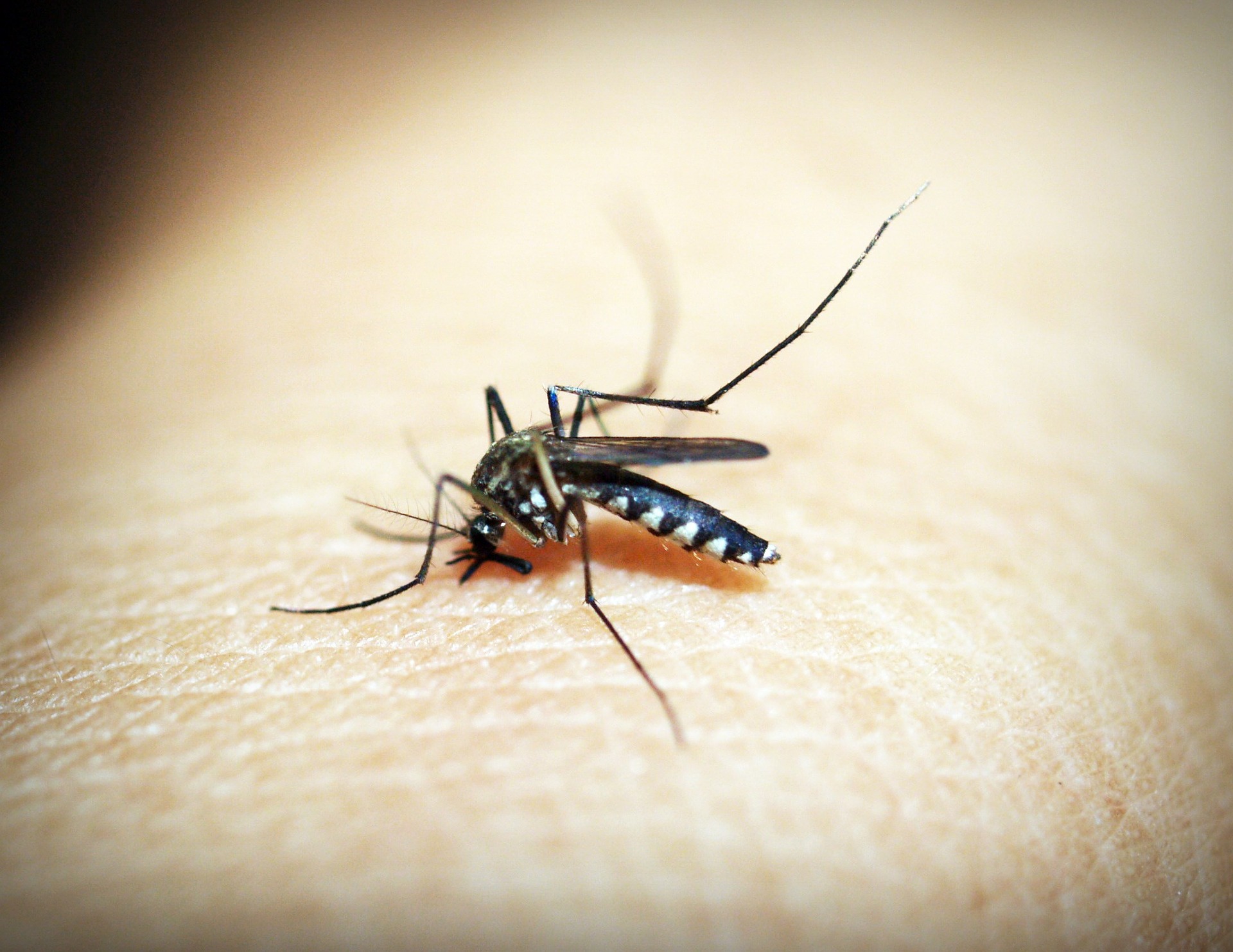 mosquito-1548947_1920.jpg
