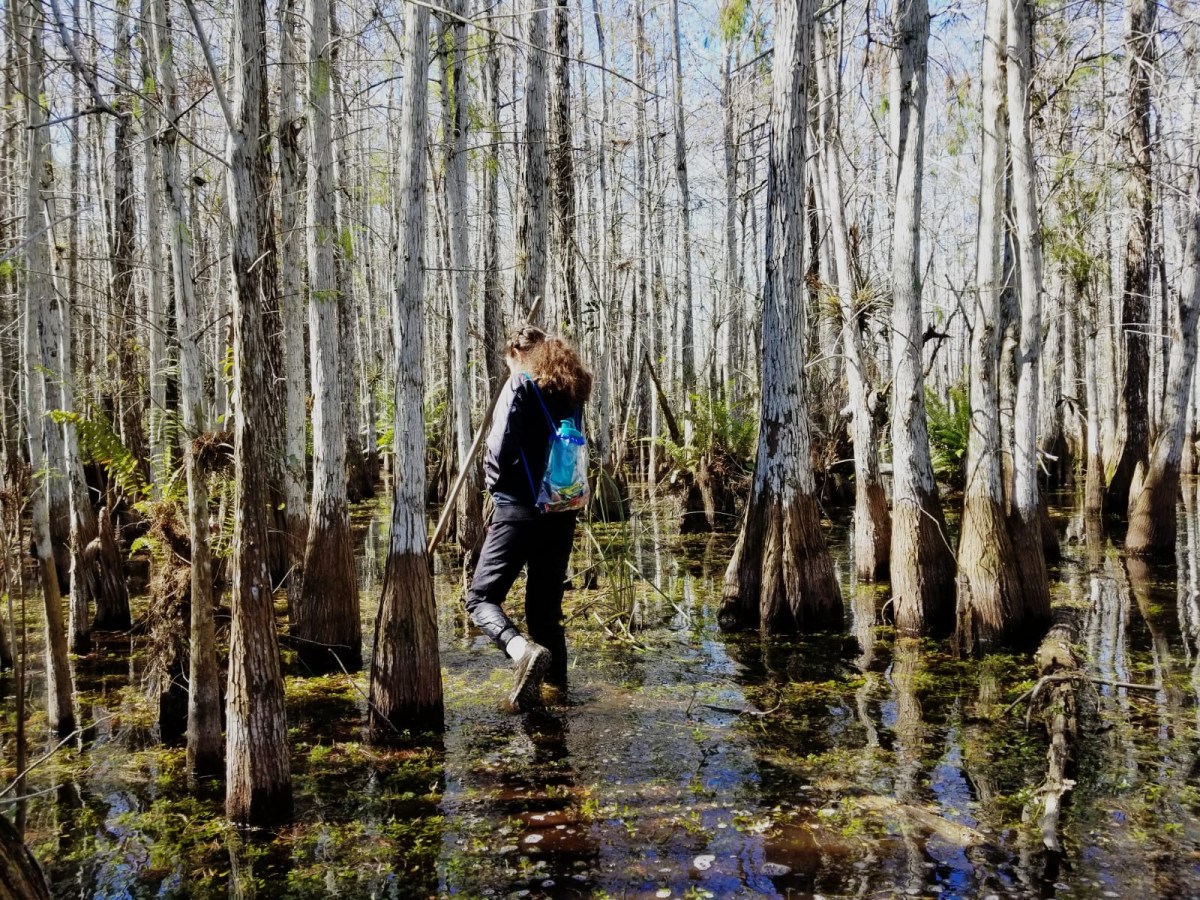 Nicole Patrick slough slogging inside Everglades National Park. Photo by Vivian Acosta (CC by 4.0)