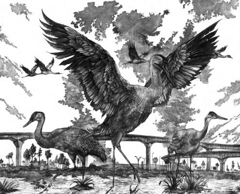 herons-in-their-habitat-495x400.jpg