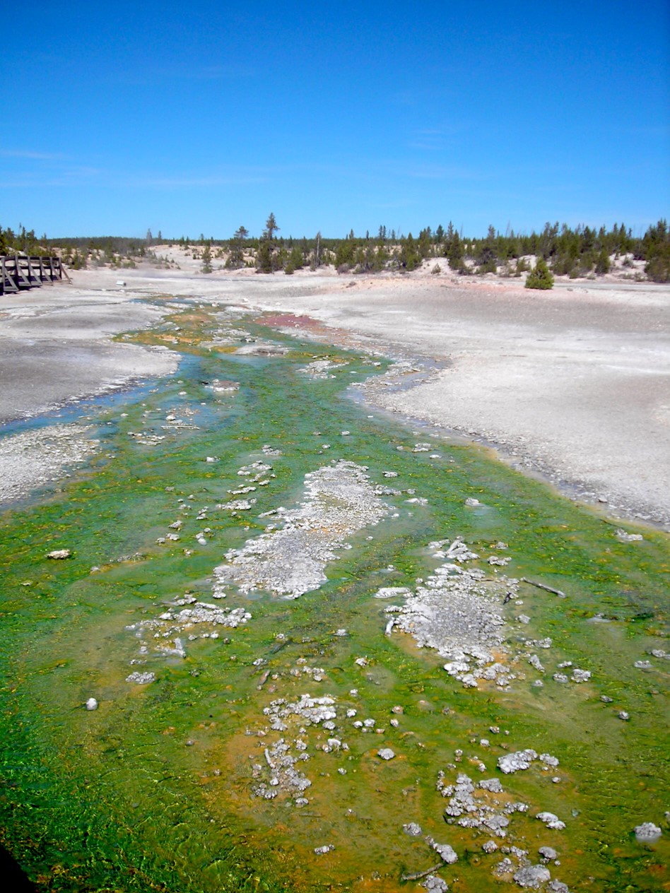 yellowstone-algae.jpg