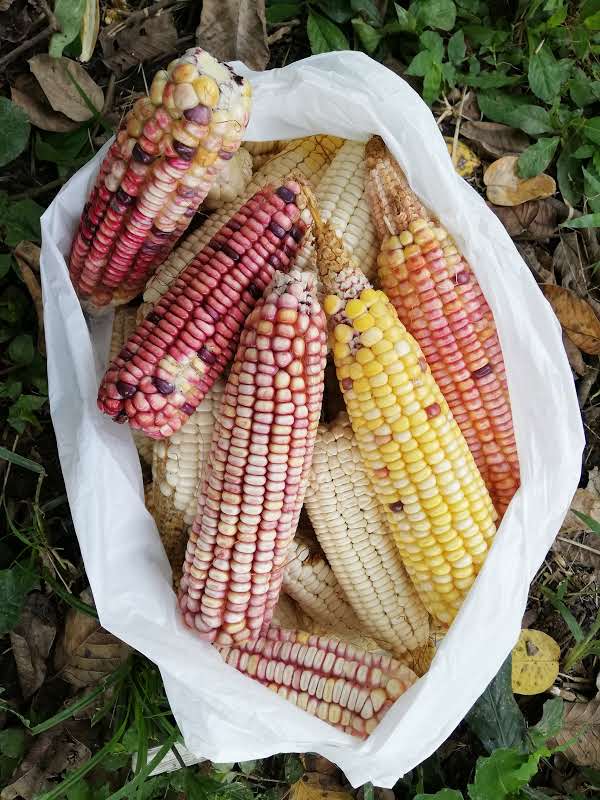 Corn grown by Dr. Michael Anastario.