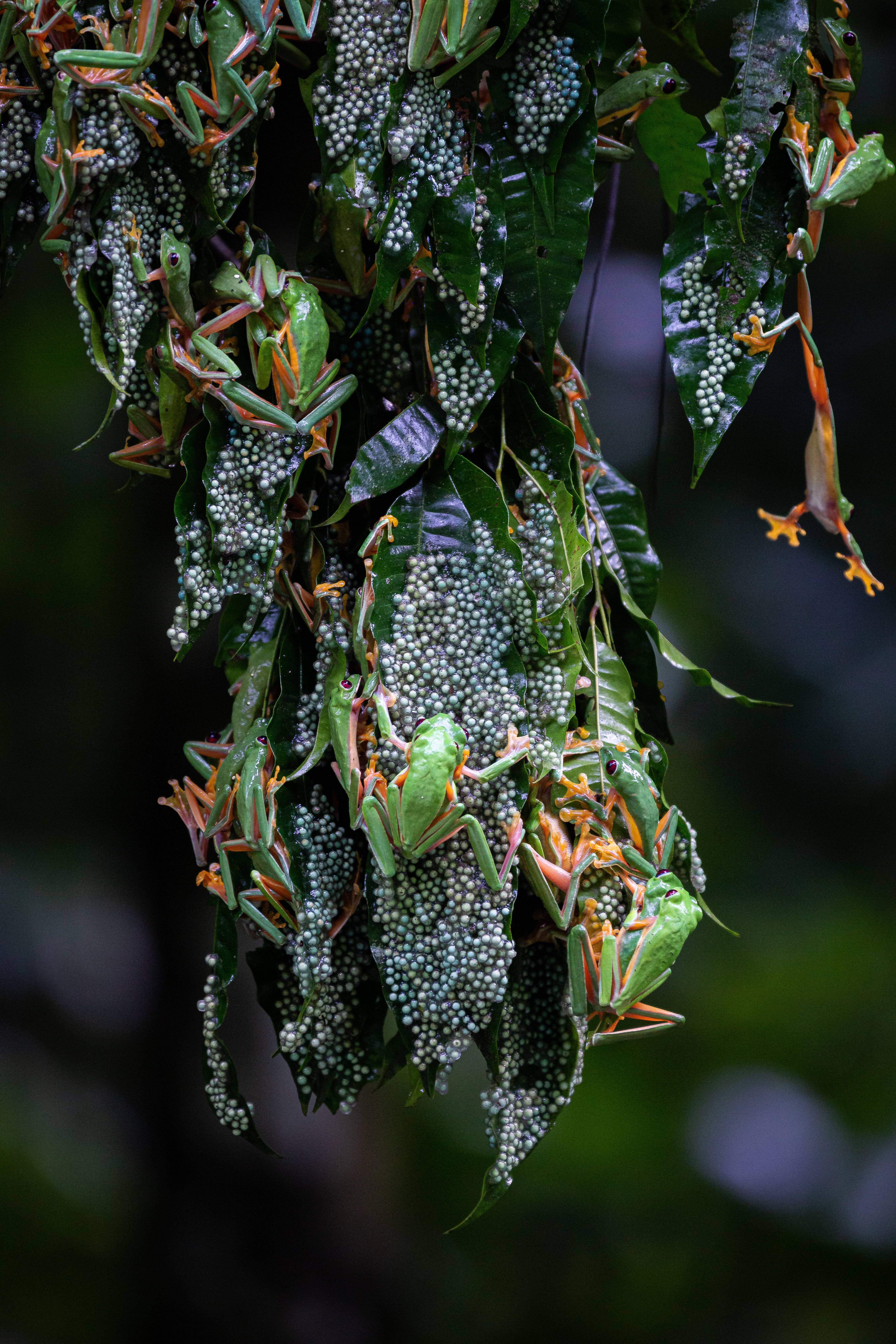 Researcher's gliding treefrog photo wins prestigious award