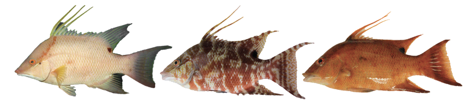 hogfish-lineup.png