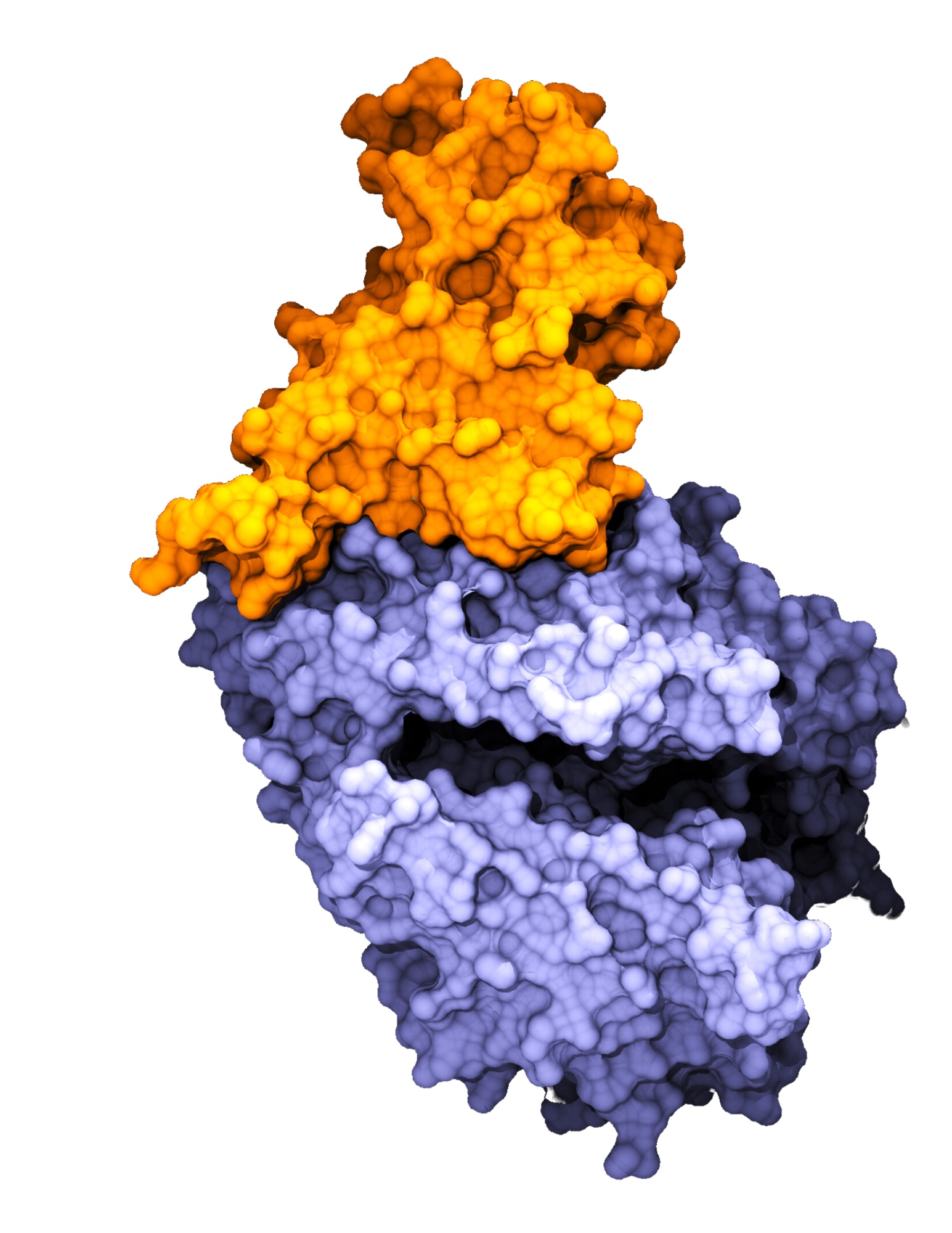 protein1.jpg