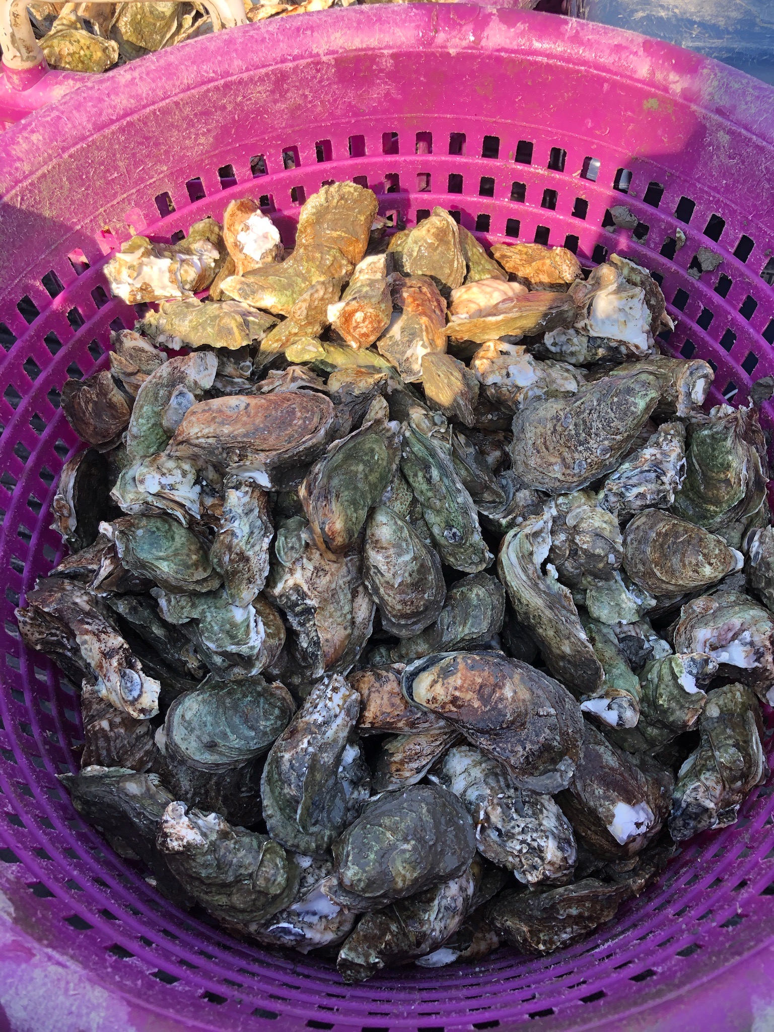 Fresh oysters are collected in baskets