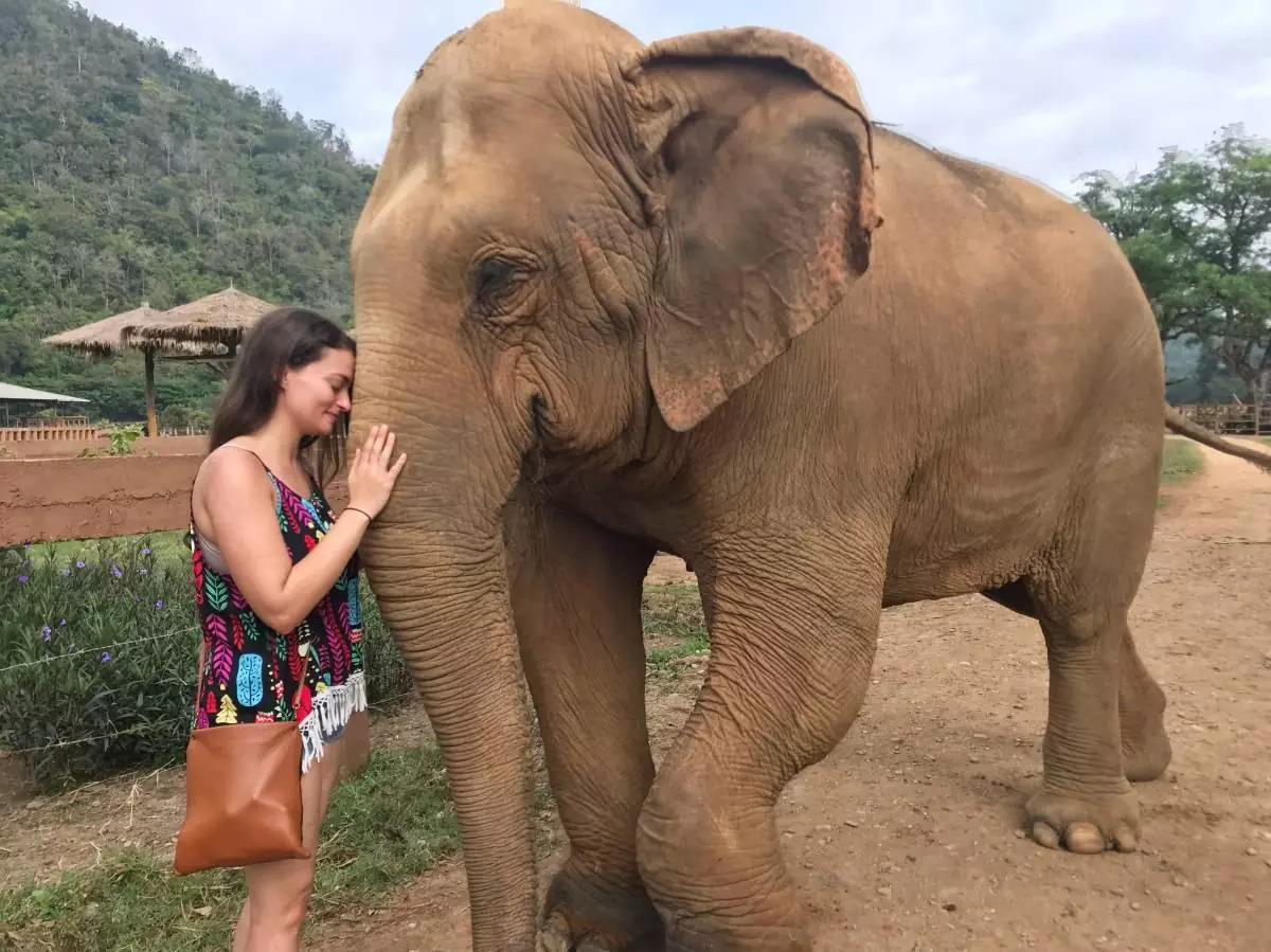 elephants-in-thailand.jpg