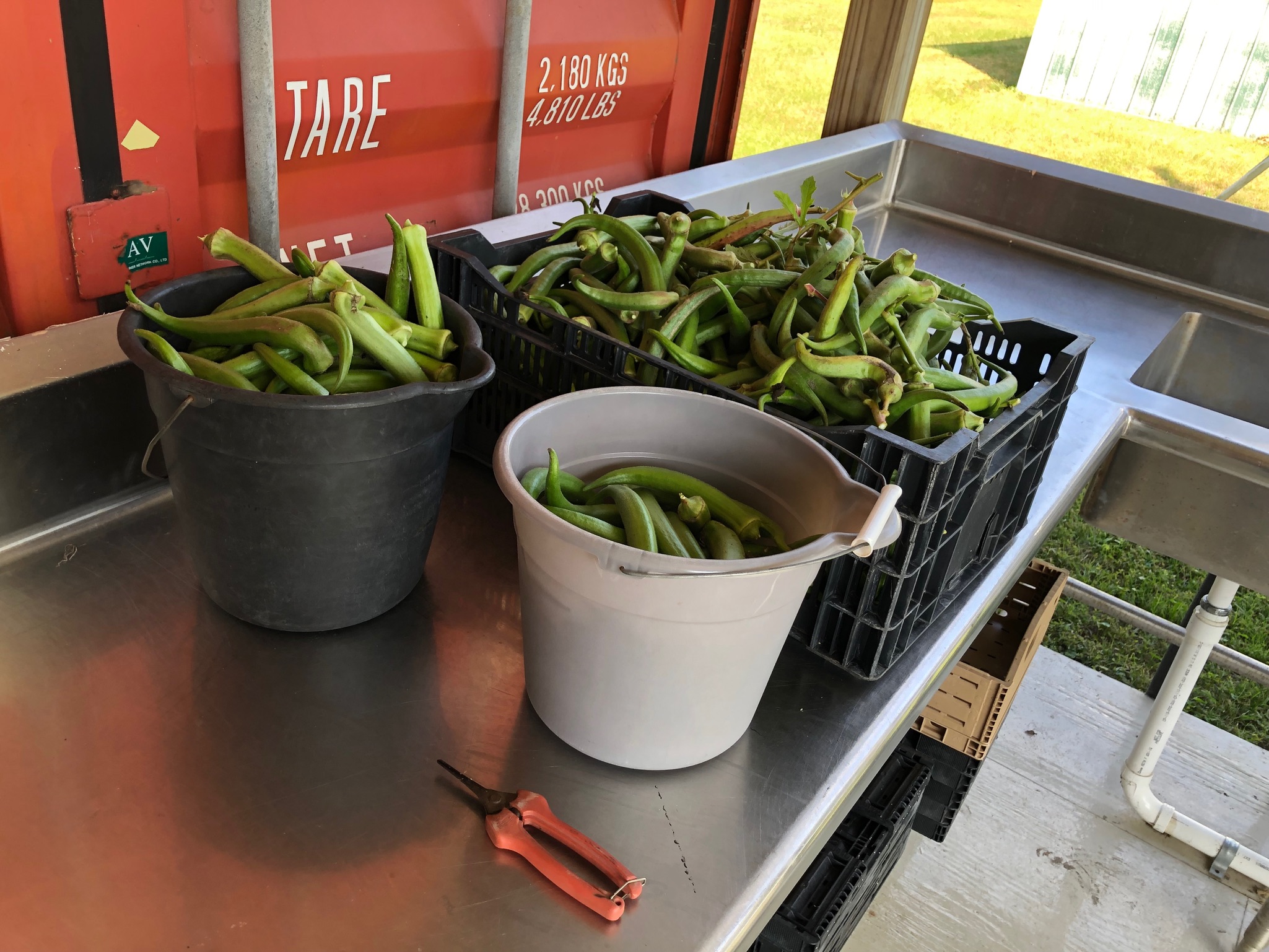 Fresh okra is harvested by Corgan