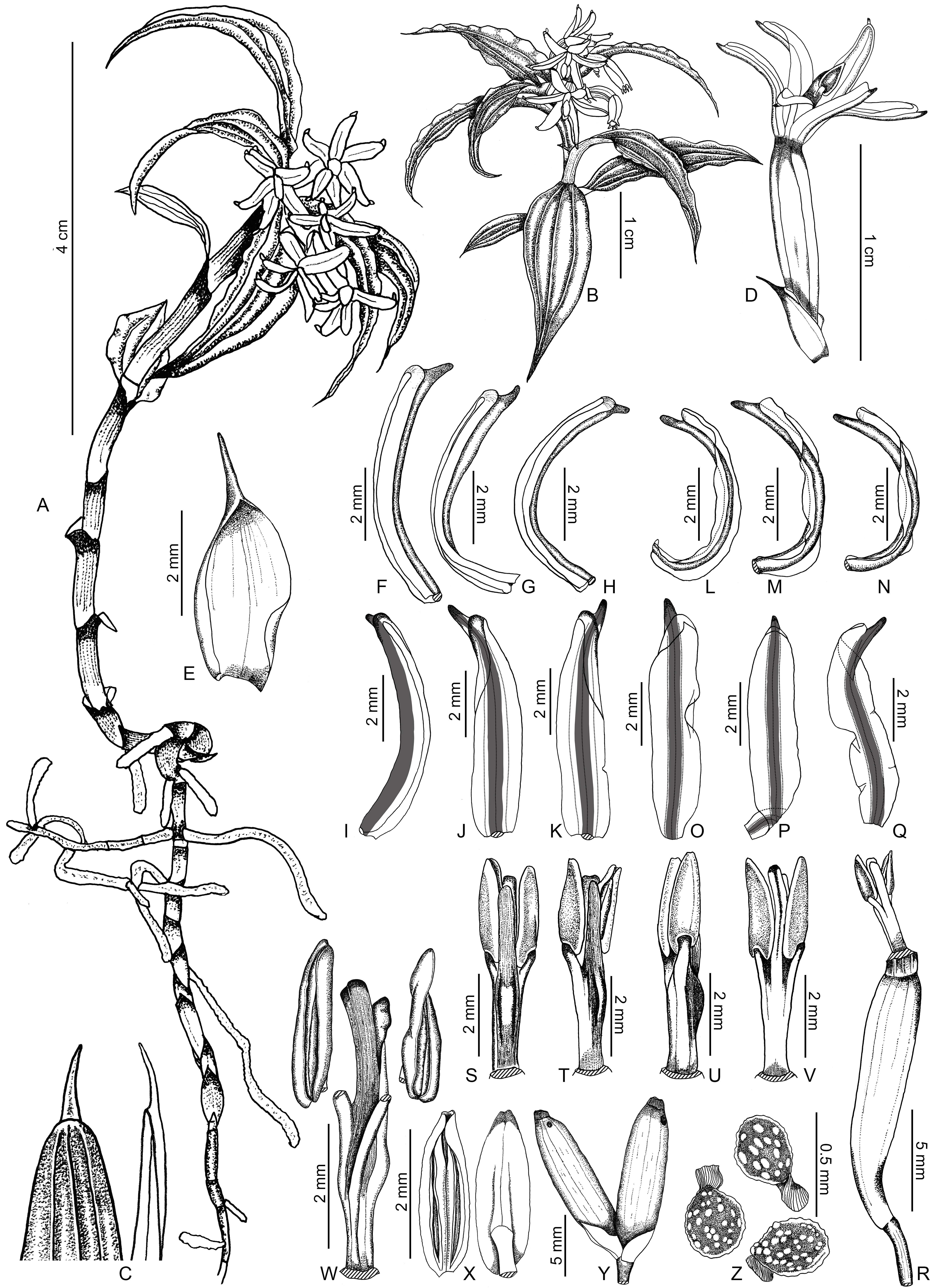 Kumar's drawing of an Apostasia Nipponica from Hong Kong.