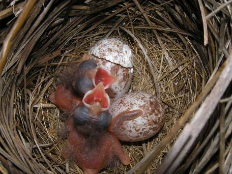 Cape Sable seaside sparrow nest | Photo Credit: Virzi