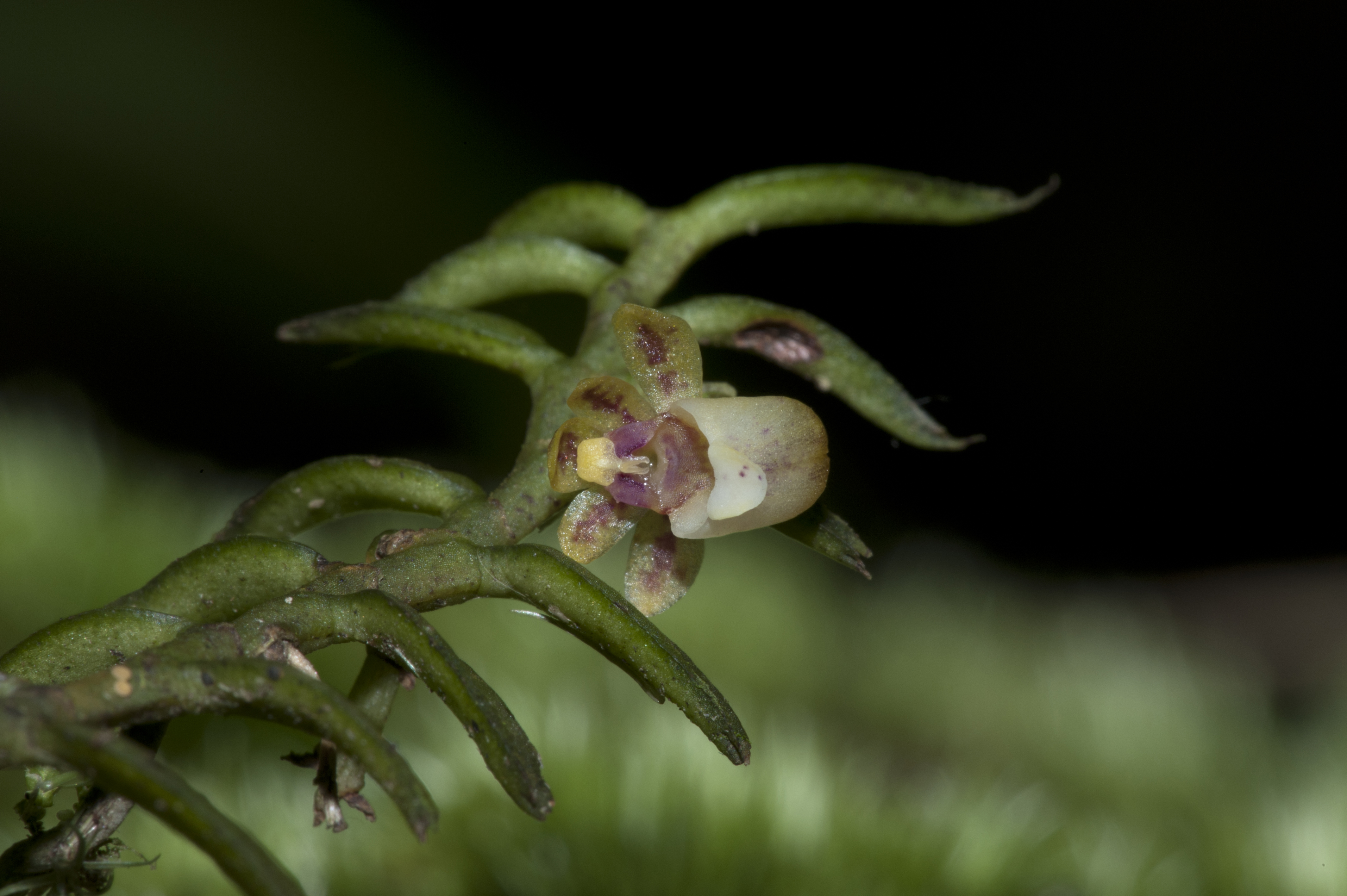 The Gastrochilus Kadooriei, which Kumar discovered in Hong Kong.