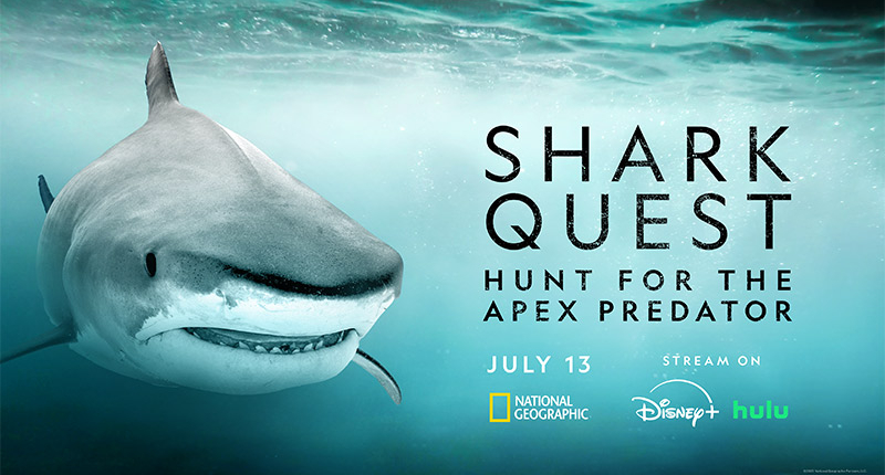 Shark Quest Poster