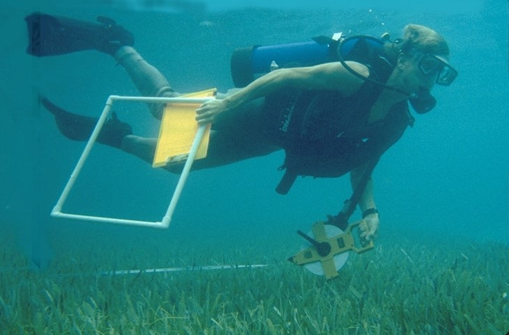 Braxton Davis on a dive while conducting FIU research.