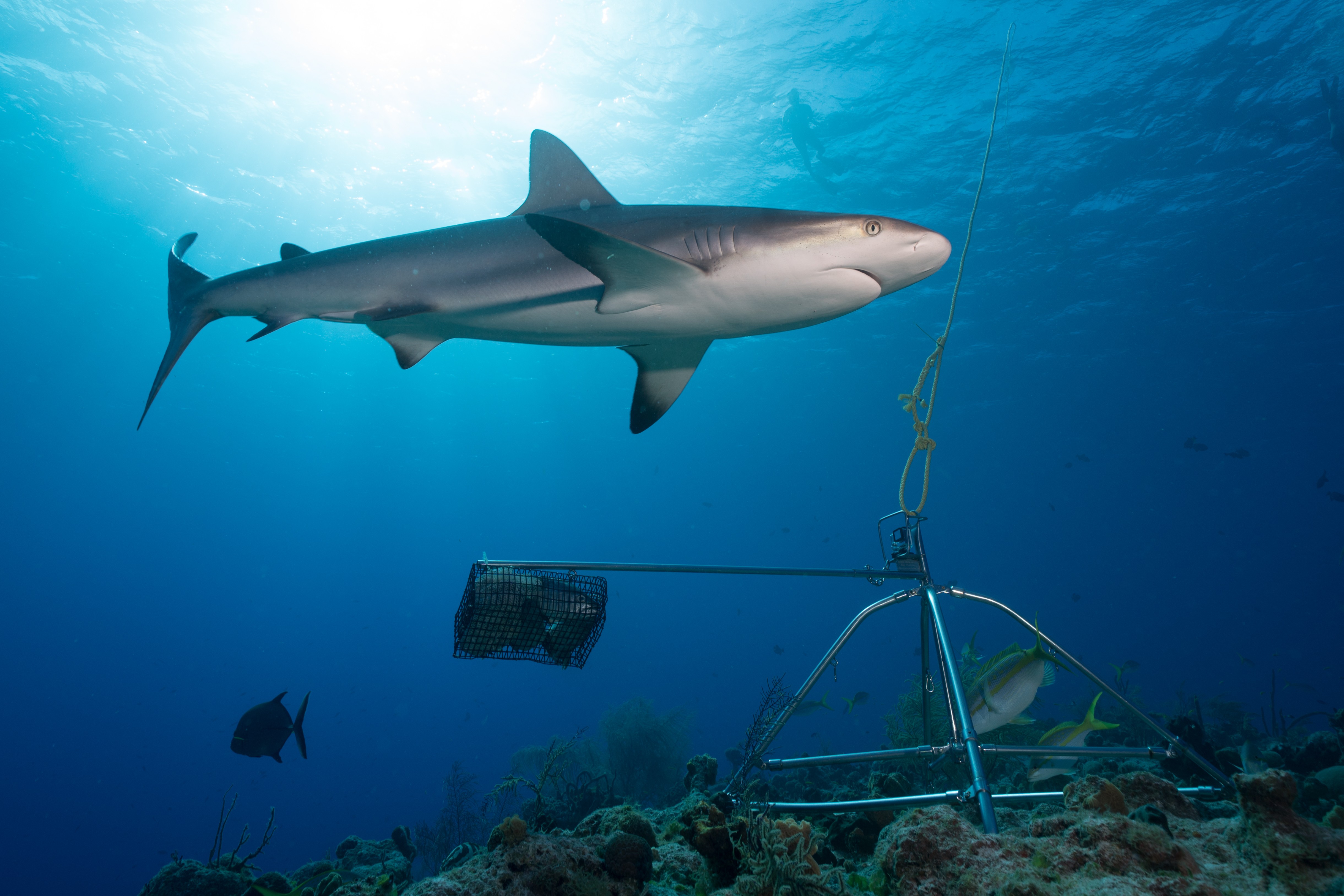 Caribbean reef shark and BRUV 2.  Photo Credit: Andy Mann