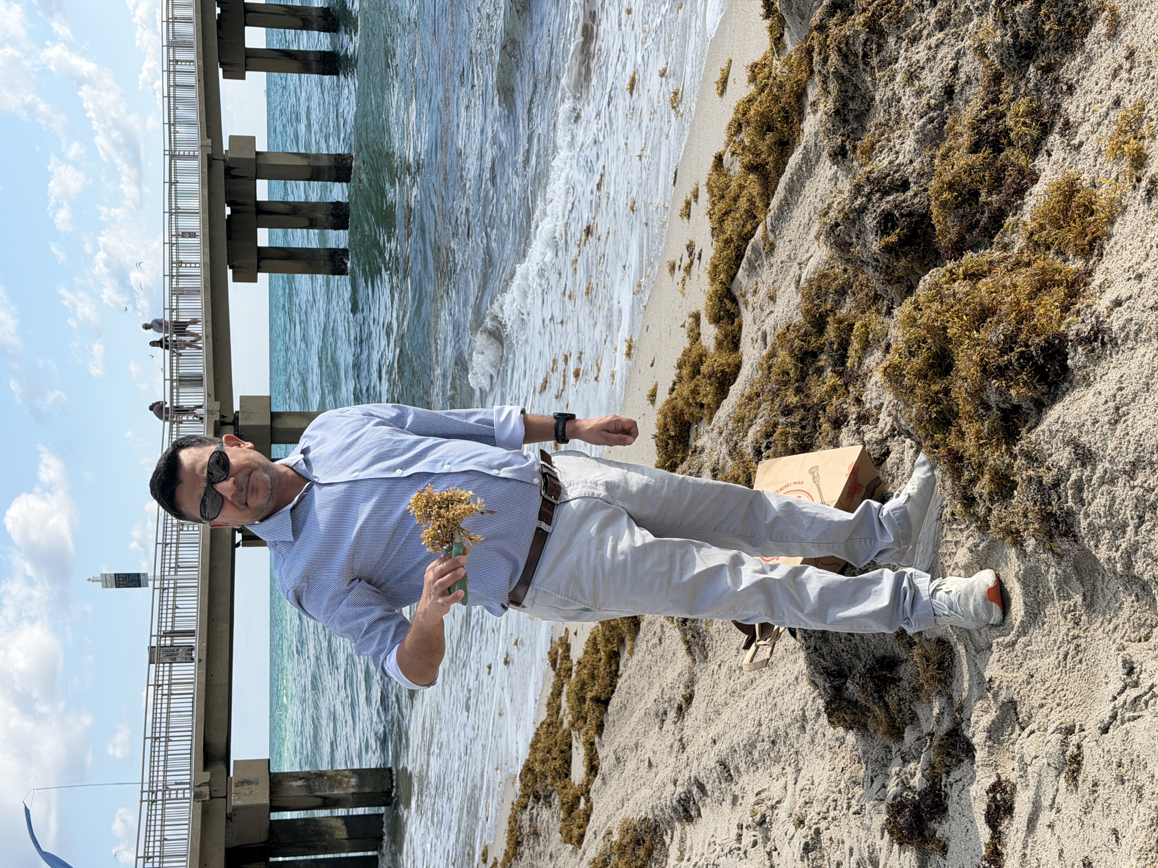 Sargassum collection on a Florida beach.