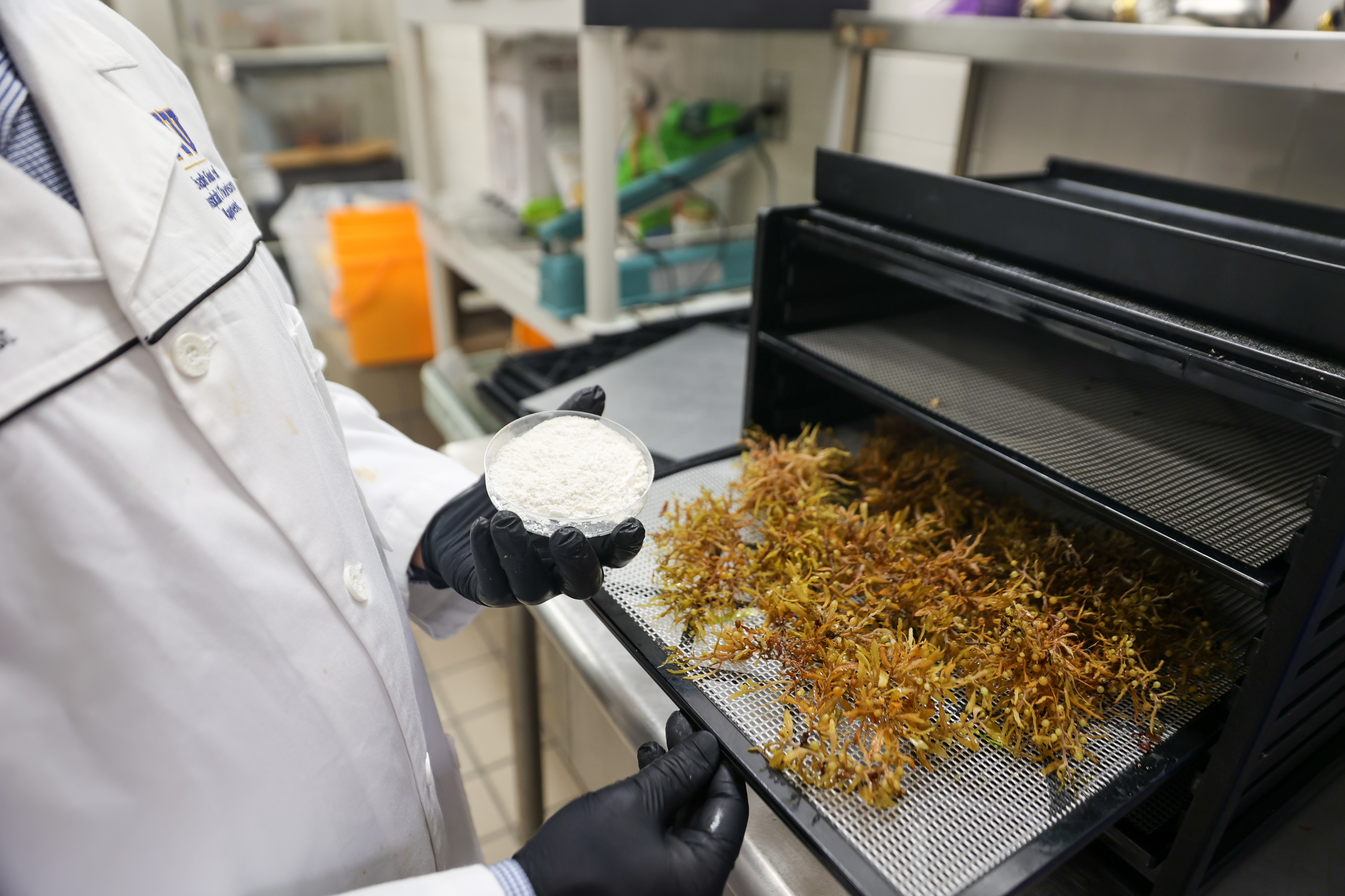 Sargassum being prepared for analysis.