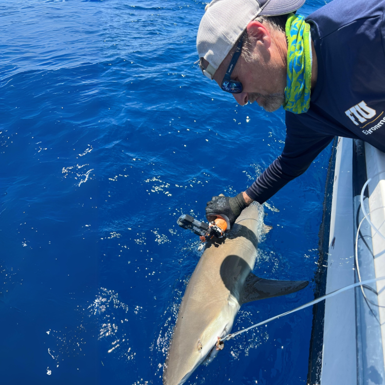 FIU marine ecologist Mike Heithaus has spent more than two decades studying the ecological role of sharks.