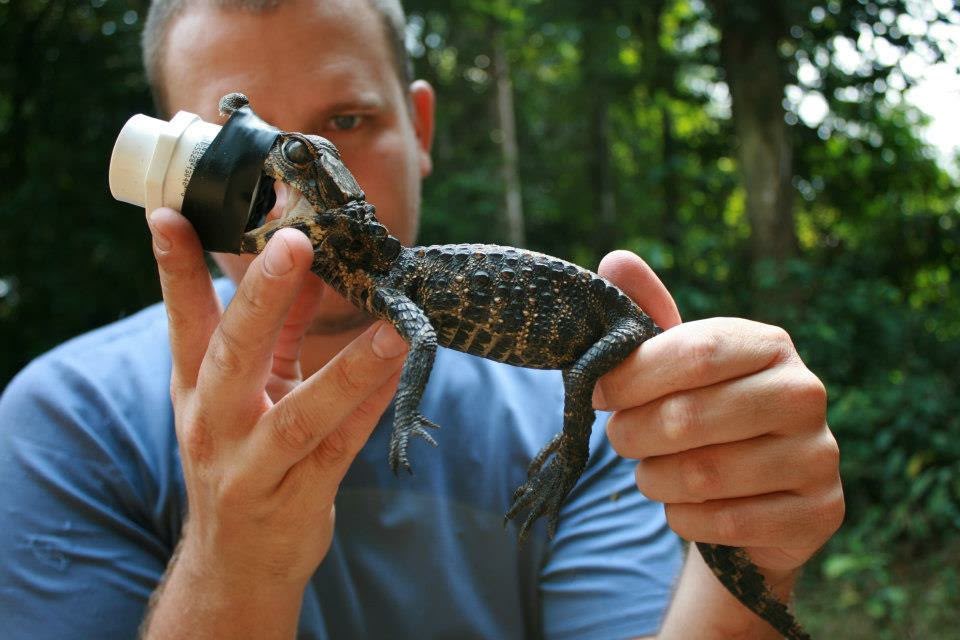 Matthew Shirley holding a small dwarf crocodile.