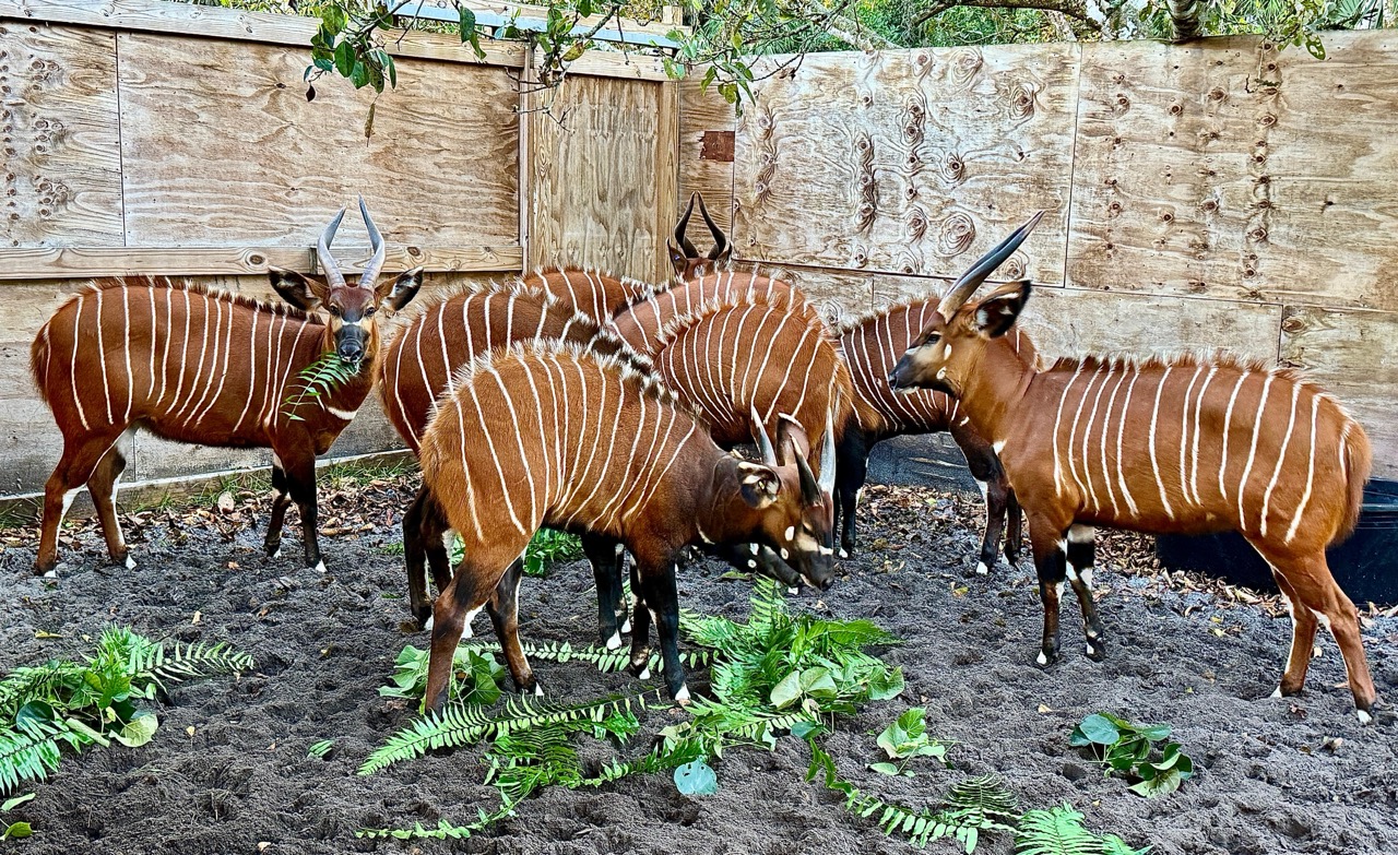 The 8 mountain bongo antelopes have been returned to Rare Species Conservatory Foundation.