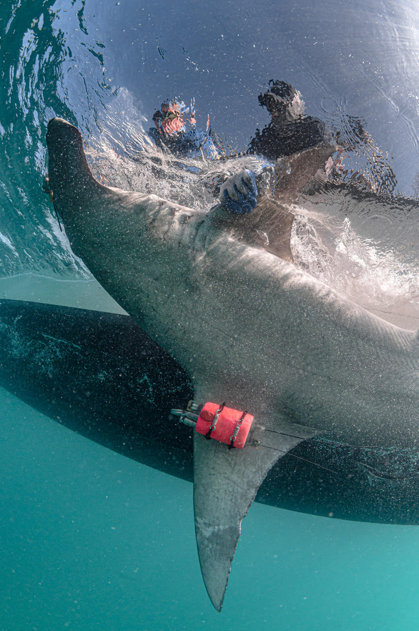 Researcher Yannis Papastamatiou tags a great hammerhead shark