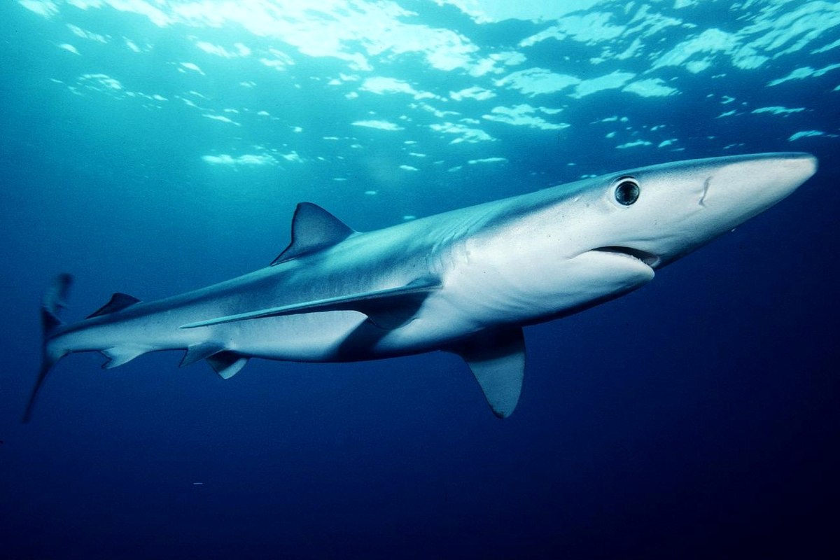 Nearly one-third of the shark species in the global fin trade are at risk of extinction, according to a new study led by FIU marine scientist Demian Chapman.