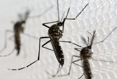 FIU professors awarded $3.1 million for research that could swat Zika, malaria