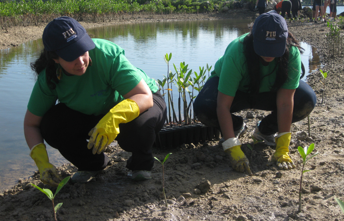 FIU's mangrove planting program will be part of the day-long Know Tomorrow event at FIU's two campuses.